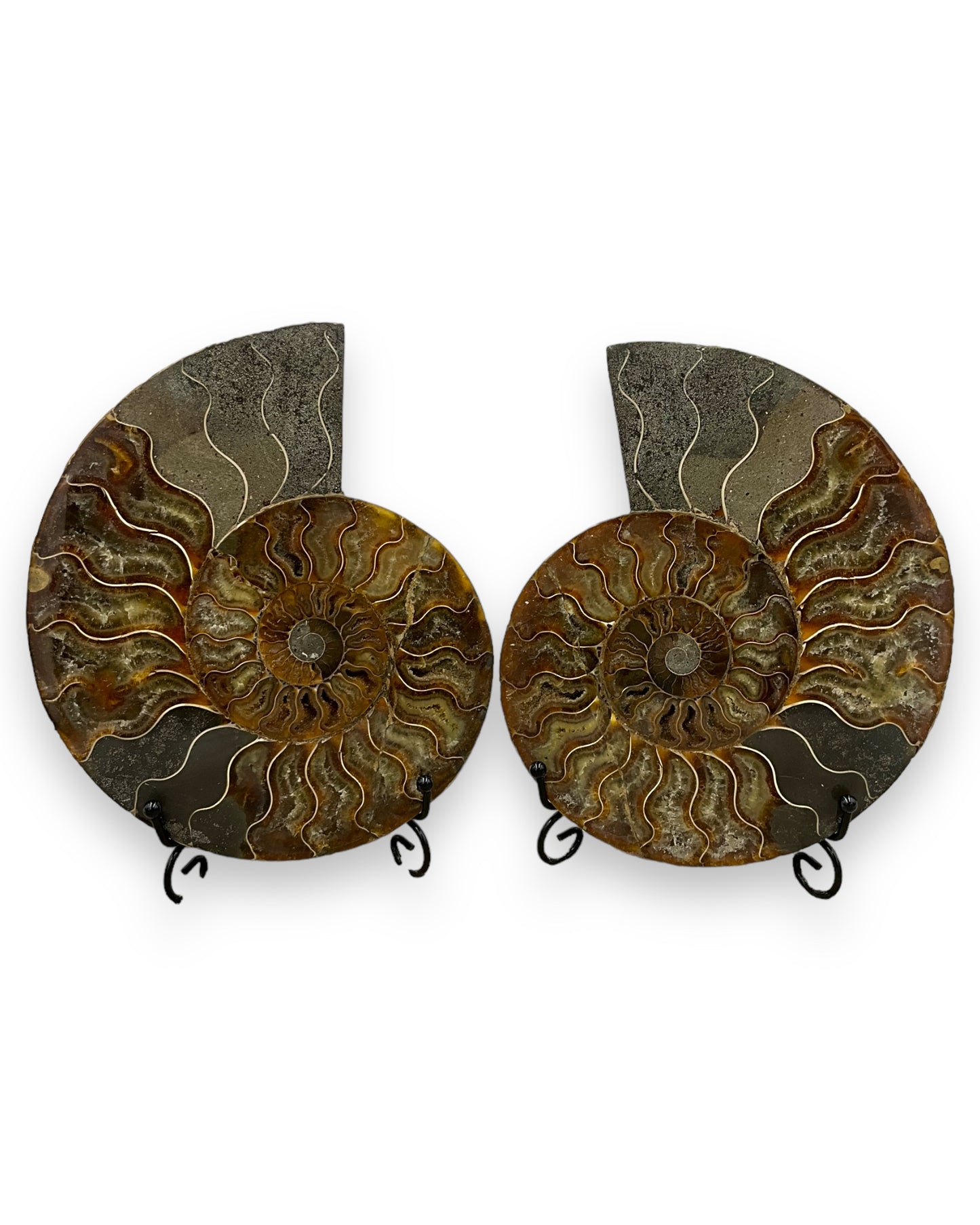 Ammonites