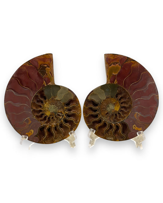 Ammonites